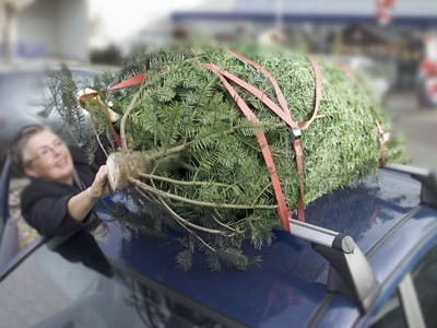 Christbaum, Weihnachten, Weihnachtsbaum, Transport, Dachgepäckträger, gesichert, Spanngurt, Foto: ADAC