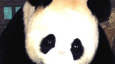 Zwei Millionen Jahre alter Fund: Panda mit Nachwuchs: Zwei Millionen Jahre Bambuskauer