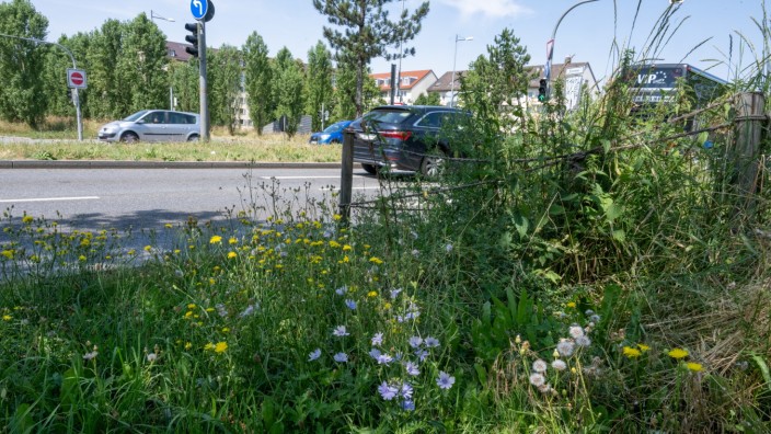 Stadtbepflanzung: Am Rande des Luise-Kiesselbach-Platzes wimmelt es nur so von heimischen Wildkräutern.