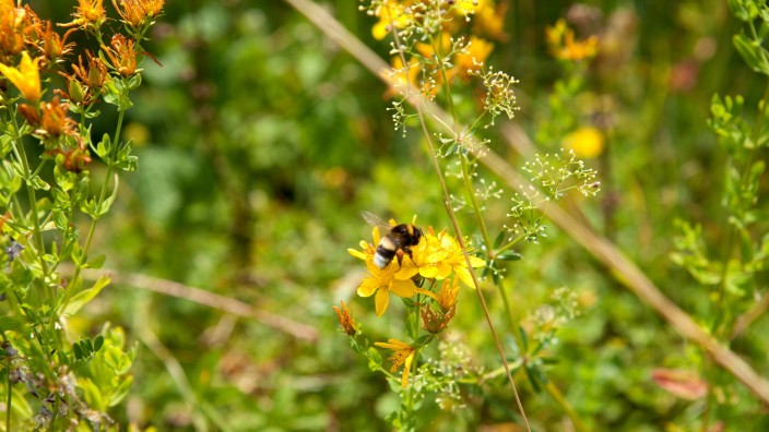 Vier Jahre Bienen-Volksbegehren: Hummeln und andere Insekten werden auch in Bayern immer seltener.
