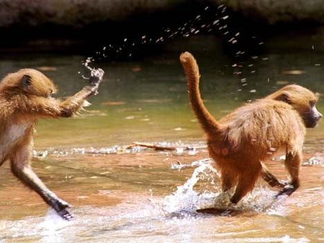 Aufrechter Gang Evolution Schimpansen Orang Untans University Birmingham Susannah Thorpe Menschenaffen
