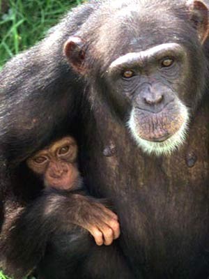 Schimpansen Babys Nachwuchs