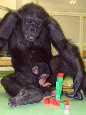 Schimpansen Babys Nachwuchs