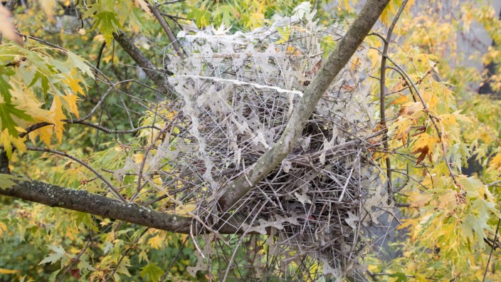 Tiere: Elstern-Nest aus Vogelabwehr-Spießen