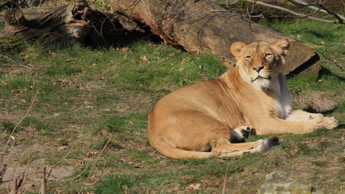 Aktuelles Lexikon: Die afrikanische Löwin Aketi im Zoologischen Garten Berlin wirkt auf diesem Bild recht friedlich. Aber so benehmen sich Löwen nicht immer.