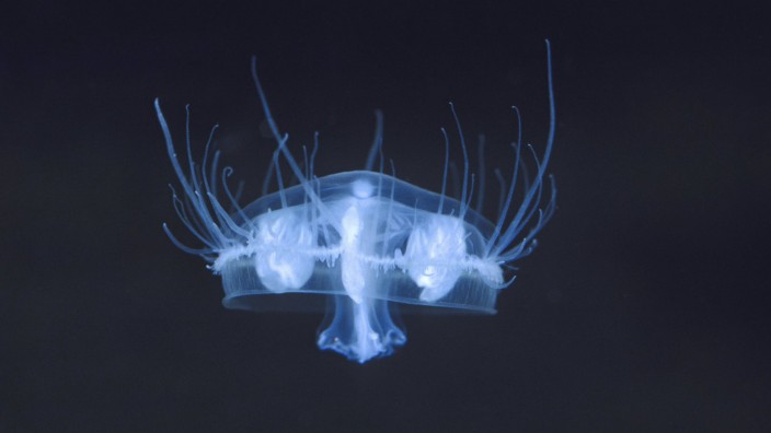 Tiere: Die Süßwasserqualle Craspedacusta sowerbii ist zweieinhalb Zentimeter groß.