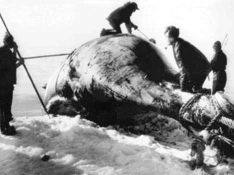 Grönlandwal Harpune Speerspitze Fund 1885 130 Jahre alt Walfang Alaska