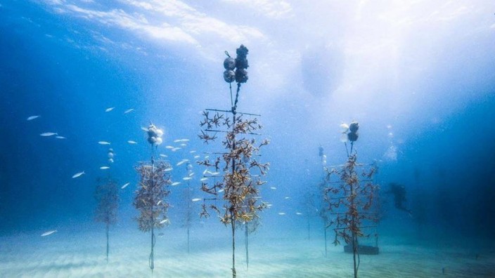 Hitzewelle in den Ozeanen: In sogenannten Coral-Nurserys wie hier in den Florida Keys, werden Korallen gezüchtet, um damit zerstörte Riffe aufzuforsten. Die aktuell hohen Wassertemperaturen gefährden aber auch diese Bemühungen.