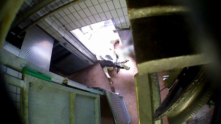 Tierschutz: Die Soko Tierschutz hat dokumentiert, wie in einem Schlachthof im Landkreis Miltenberg eine verletzte Kuh über den Boden durch eine Tür geschleift wird.