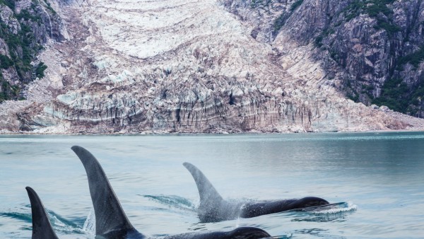 Orca  (Killer  Whale)  in  Alaska xkwx orca,  wild,  wildlife,  sea  animals,  animals,  nature,  al