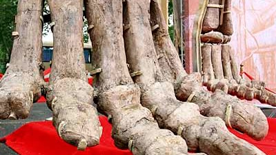 China: Ganz schön was dran, an so einem Dinosaurier-Knochen. Den chinesischen Mediziner hat's bisher gefreut.