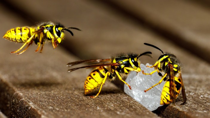 Naturnaher Campingurlaub: Die Wespen kommen unaufhaltbar an den Campingtisch, und bald werden sie in der Überzahl sein.