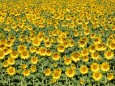 Sunflowers field near Arles in Provence, France, 12.10.2020, Copyright: xwjarekx Panthermedia25326950