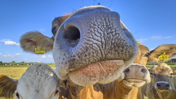 Vermenschlichung von Tieren: Herden, in denen alle Kühe einen Namen tragen, erzielten in einer Studie durchschnittlich eine höhere Milchleistung als Betriebe, in denen keine Kuh einen Namen trug.