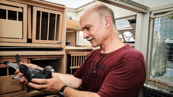 FREISING: *Besuch beim Brieftaubenzüchter* Gerhard Kronauer hat rund 100 Tauben, von denen einige ganz besonders trainiert werden.
