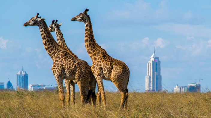 Afrika für Kinder und Jugendliche: Giraffen im Nairobi Nationalpark: Die Simbabwerin Kim Chakanetsa zeigt Afrika in ihrem Jugendsachbuch als Kontinent im Hier und Jetzt.