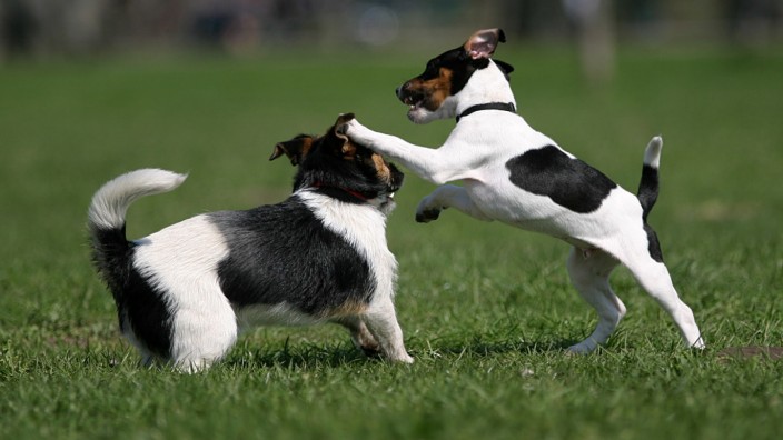 Tiere in der Großstadt: Zwei Hunde spielen im Englischen Garten. In einem anderen Fall endete das allerdings tödlich für eines der Tiere.