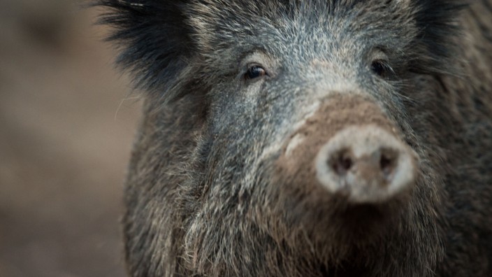 Radioaktive Belastung: Wildschweine fressen gerne Hirschtrüffel - das wirkt sich auf die Strahlenbelastung aus.
