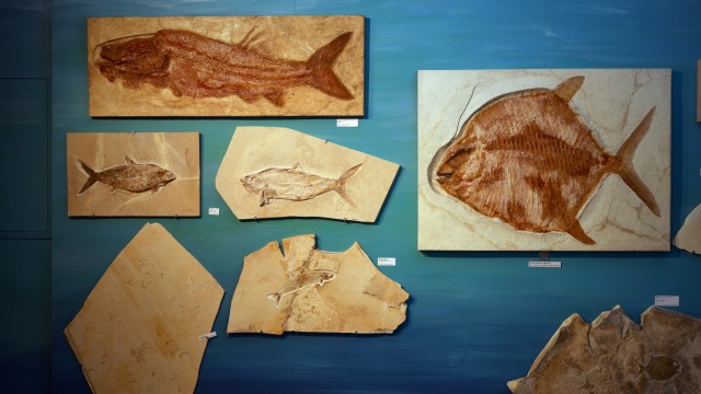 Taufkirchen: Im Museum ist eine Vielzahl von Fossilien der damals lebenden Tier- und Pflanzenwelt zu sehen, als Süddeutschland vor 180 bis 150 Millionen Jahre ein Meer war.