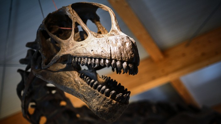 Taufkirchen: Das Urzeitmuseum beherbergt neben dem größten Dinosaurierskelett in Süddeutschland - ein 18 Meter langer Brachiosaurus - eine Vielzahl seltener Dinosaurierfossilien.