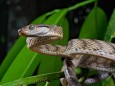 Braune Nachtbaumnatter Boiga irregularis Nordsulawesi Sulawesi *** Brown night tree snake Boiga