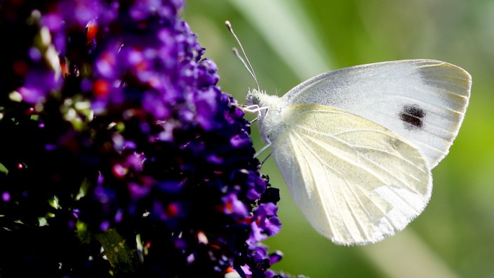 Artenschutz: Ein Karstweißling saugt an einem Schmetterlingsstrauch Nektar. Der Tagfalter profitiert von der Klimaerwärmung.
