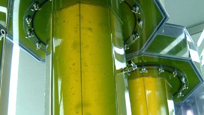 Bioreaktoren: Algen zur Bio-Ölproduktion werden in Tanks, Plastikbeuteln und - wie hier - in Zylindern gezüchtet.