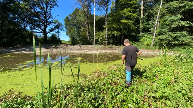Naturschutz: Fabian Probul vom Landschaftspflegeverband auf der Suche nach einer Libelle im Biotop der Lipplacke bei Ilching.
