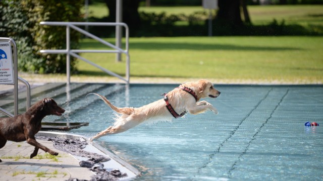 Hunde-Badetage: Wuff, wuff, platsch! Mit Anlauf ins Wasser...