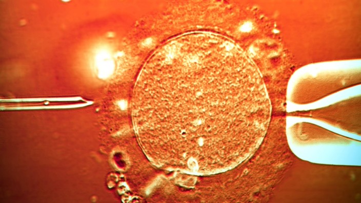 Pharmakonzern: Eine Art der Kinderwunschbehandlung: Eine Eizelle wird künstlich mit Spermien befruchtet.