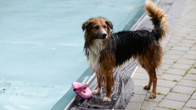Hunde-Badetage: Spielzeug an Land geholt...