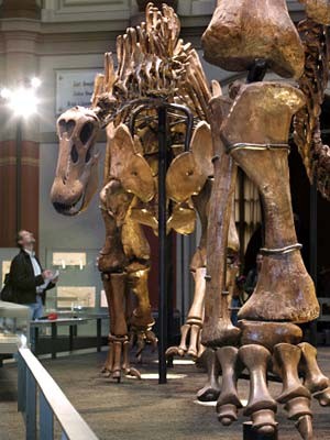 Brachiosaurus, Berliner Museum für Naturkunde