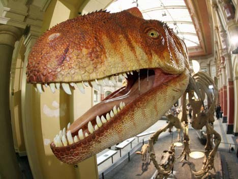 Brachiosaurus, Berliner Museum für Naturkunde