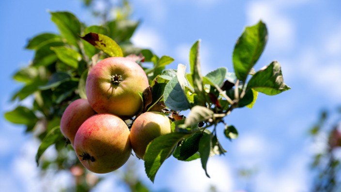 Unter Bayern: Jetzt ist Erntezeit in Bayern. Wer einen Apfelbaum abernten kann, braucht nur noch einen Termin zum Saftpressen.