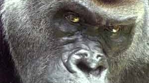Dschungel-Seuche: Im Nordwesten der Republik Kongo sind etliche Gorillas an Ebola gestorben.