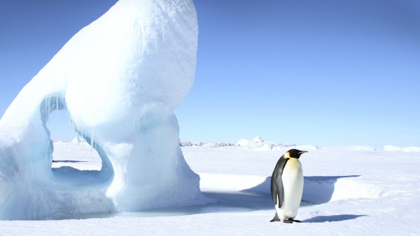 Emperor penguin (Aptenodytes forsteri) Emperor penguin (Aptenodytes forsteri) standing next to an iceberg on the sea ice