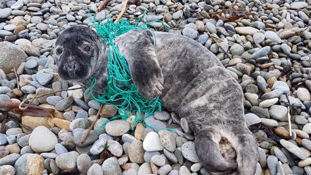 Umweltschutzaktion: In den Geisternetzen, die von der Hochseefischerei im Meer zurückgelassen werden, verenden Millionen Tiere jedes Jahr, wie diese Robbe in Irland.