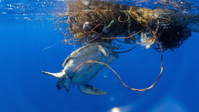 Umweltschutzaktion: Diese Meeresschildkröte hat sich in einem schwimmenden Netz verfangen.