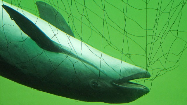 Umweltschutzaktion: In der Ostsee gibt es noch Schweinswale, sie sind geschützt, denn ihr Bestand ist durch die Fischerei stark gefährdet. Dieser kann sich nicht mehr selbst aus dem Netz befreien.
