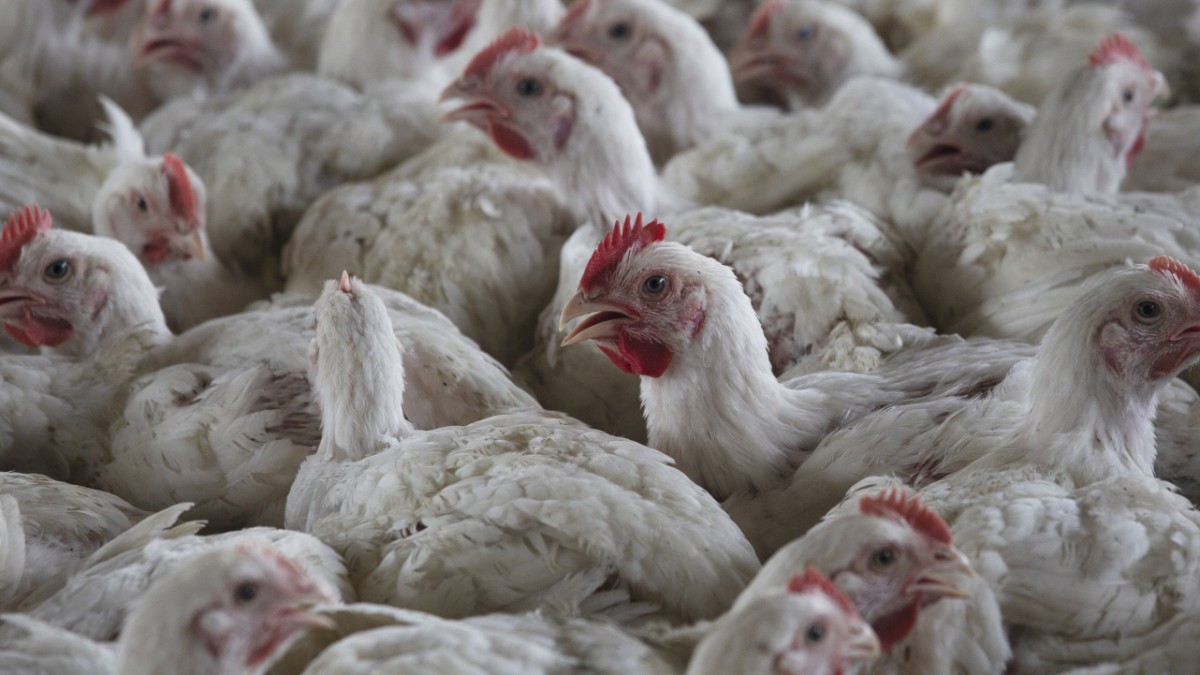 Le génie génétique devrait rendre les poulets résistants à la grippe aviaire – santé