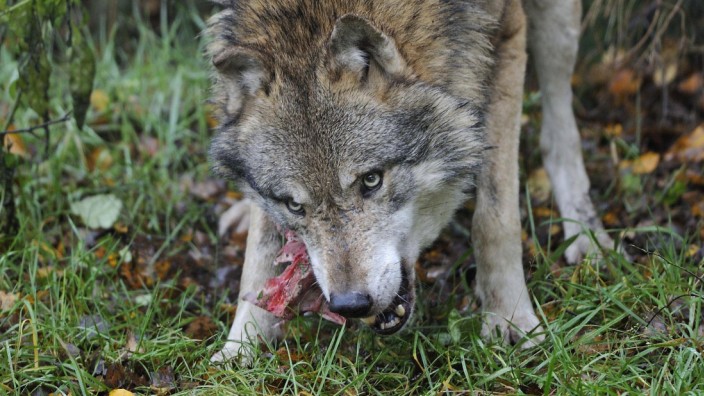 Artenschutz: Wölfe wie dieser streifen auf dem Hochplateau der Langen Rhön umher. Offensichtlich haben sie sich inzwischen auf Weidetiere spezialisiert.