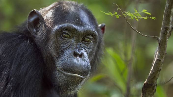 Tiere: Schimpansen-Mütter leben noch lange, nachdem sie das letzte Mal Nachwuchs bekommen haben. Widerspricht das der Großmutter-Hypothese?