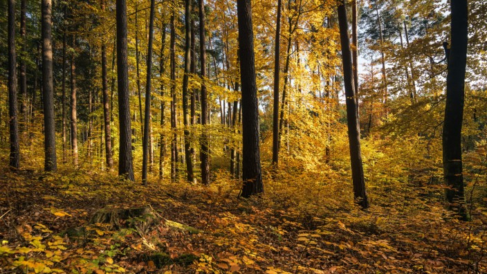 Umwelt und Natur: Wie setzt der Klimawandel dem Wald zu, was bedeutet das für Pflanzung und Jagd in Zukunft? Solche Fragen interessieren längst nicht mehr nur Männer, sondern auch die wachsende Zahl an Waldbesitzerinnen in Bayern.