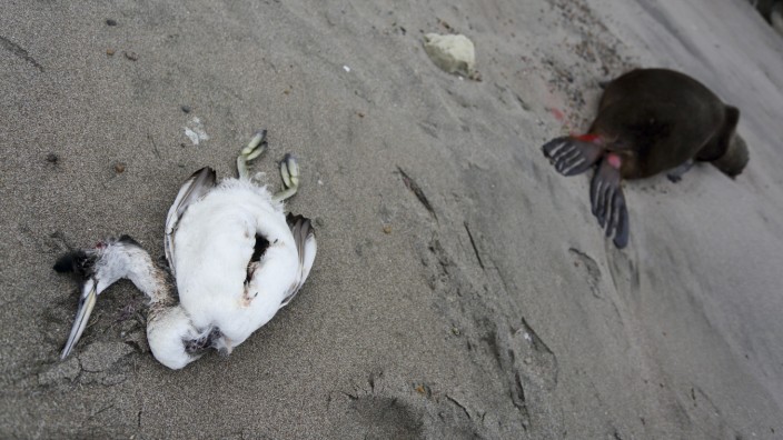 Zoonosen: Vermutlich tötete die Vogelgrippe den Vogel und die Mähnenrobbe an einem patagonischen Atlantikstrand in der Nähe von Viedma, Provinz Río Negro, Argentinien.