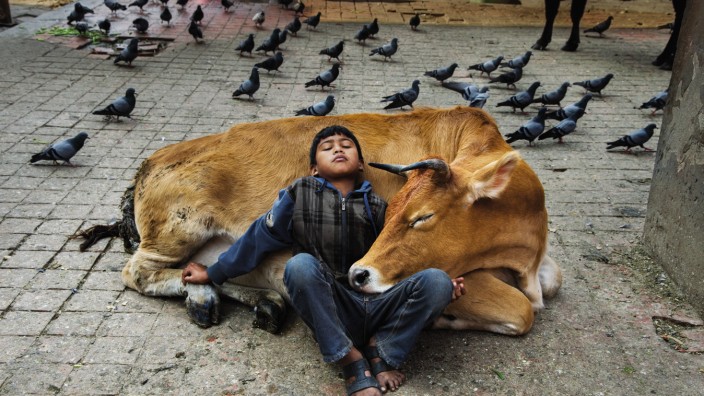 Fotografie: Steve McCurry: Ein Junge ruht sich aus, an die Kuh seiner Familie gelehnt, Kathmandu, Nepal, 2013.