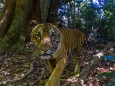 WWF-Tierfotografien im Royal Belum State Park Malaysia