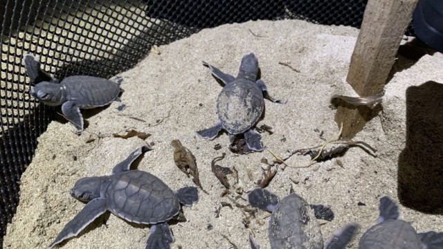 Schildkröten: In den Versuchsnestern wurde stündlich die Temperatur gemessen, die Einfluss auf das Geschlechterverhältnis hat.