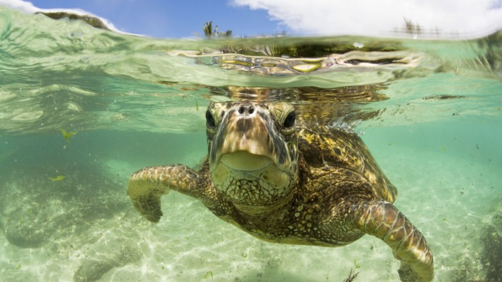 Schildkröten: Grüne Meeresschildkröten werden bis zu 50 Jahre alt.