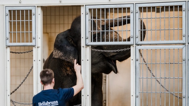 Elefanten im Tierpark Hellabrunn: Panang beim morgendlichen Training ...