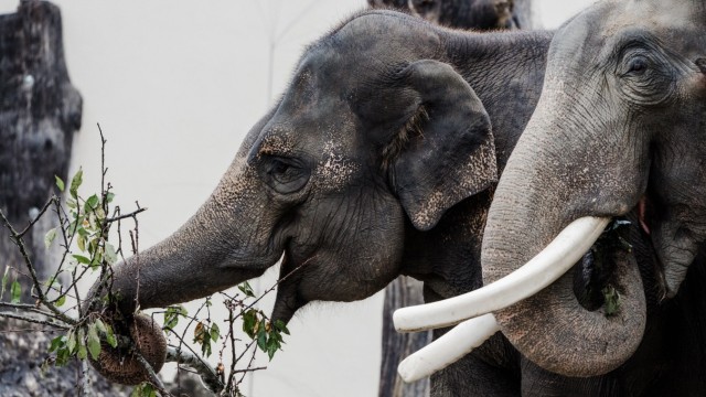Elefanten im Tierpark Hellabrunn: ... und dann darf gefuttert werden.